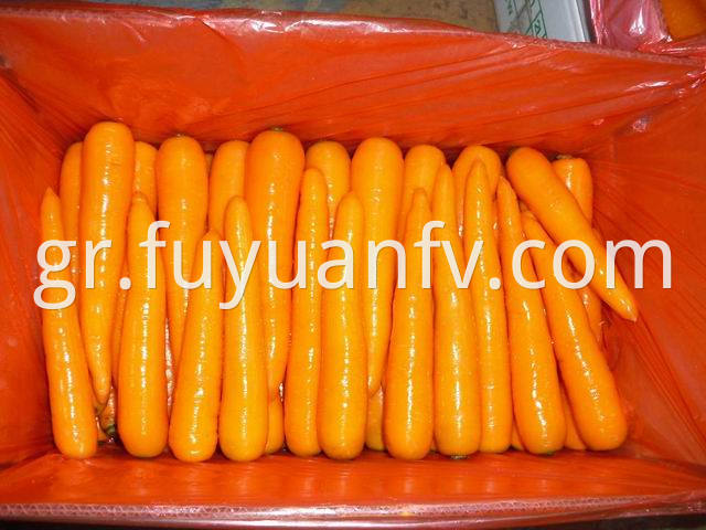 shandong carrot (22)